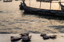 Accra;-Ghana;-Jamestown;-fishing-harbour;-fish;-mooring-bollard;-pirogue;-artisanal-fishing;-fishing-community;-sunrise;-Gulf-of-Guinea;-West-Africa;-daily-life;-documentary-photography;-still-life;-Kaleidos;-Kaleidos-images;-La-parole-à-limage;-Stories-Pictures;-Tarek-Charara